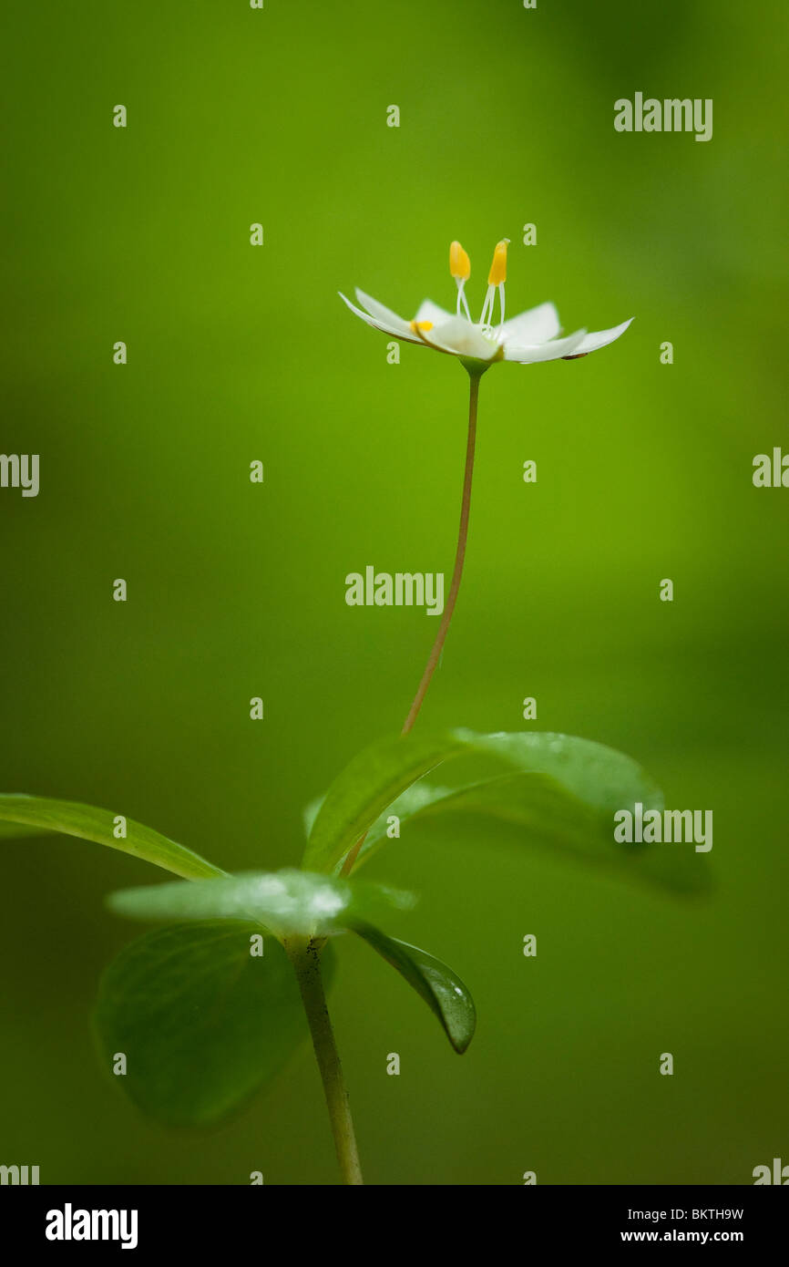 Macro opname van een Zevenster met bloem. Van opzij genomen. Stock Photo