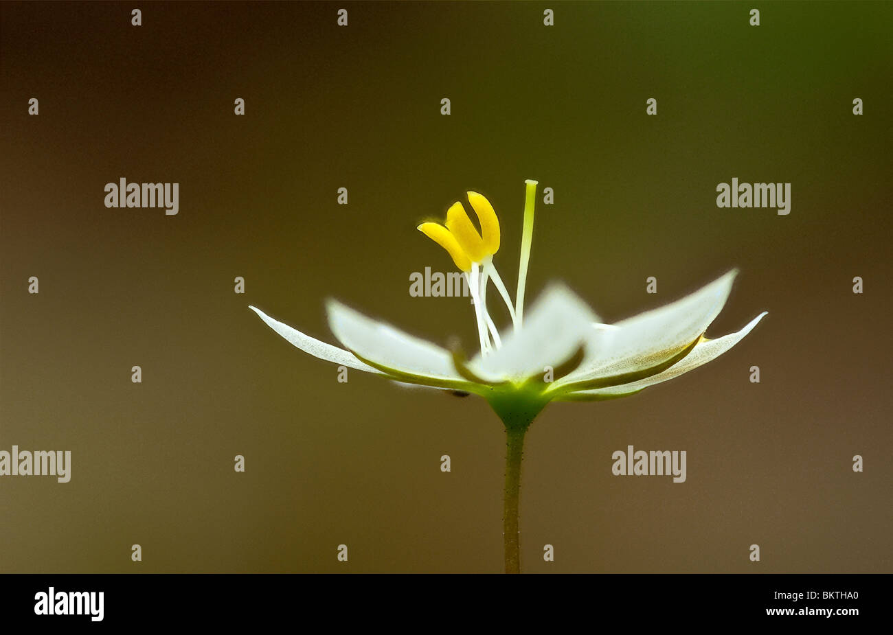 Bloem van Zevenster, macro opname van opzij. Stock Photo
