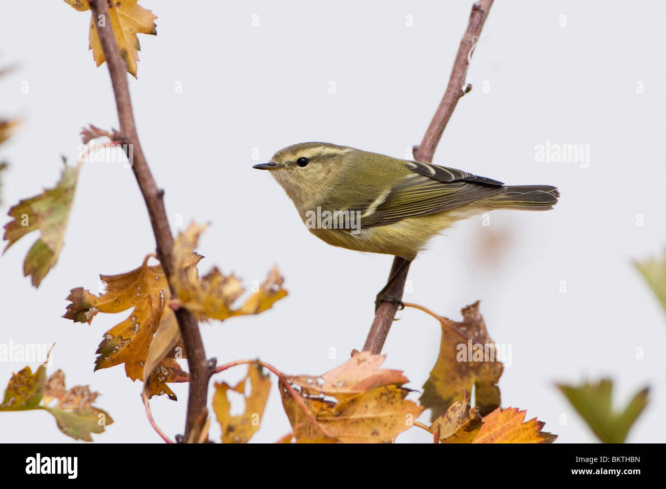 Hume's Leaf Warbler in a tree with autumn leaves Stock Photo
