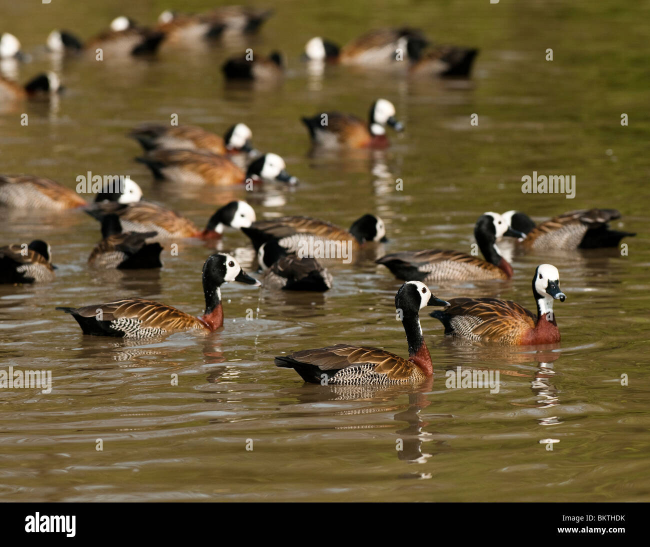 White-faced Whistling-ducks, Dendrocygna viduata, at Slimbridge WWT in Gloucestershire Stock Photo