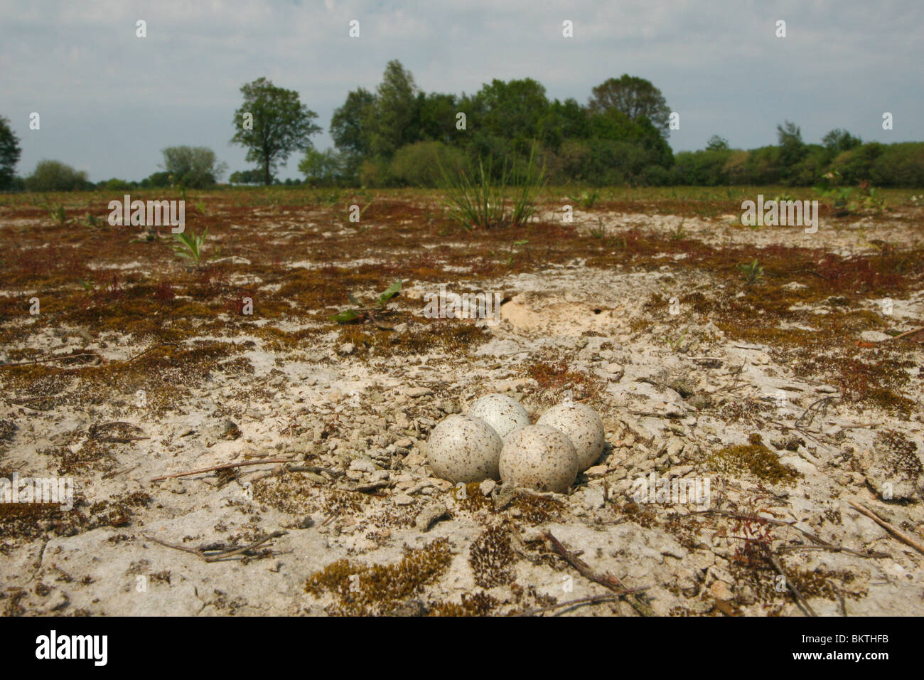 nest van kleine plevier met vier eieren op droge schrale zandgrond Stock Photo