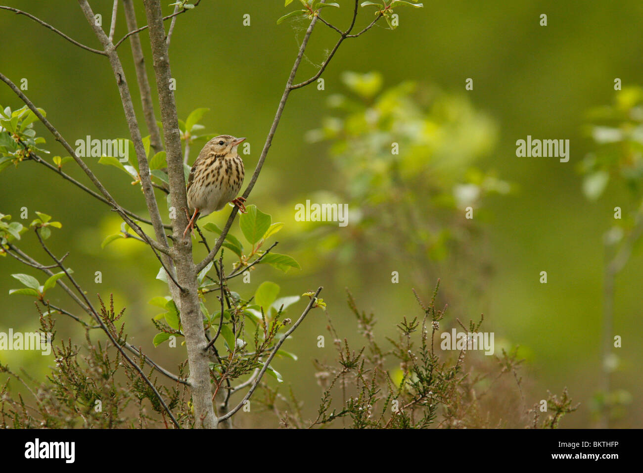 A tree pipit sits in a Alder Buckthorn in dry heathland Stock Photo