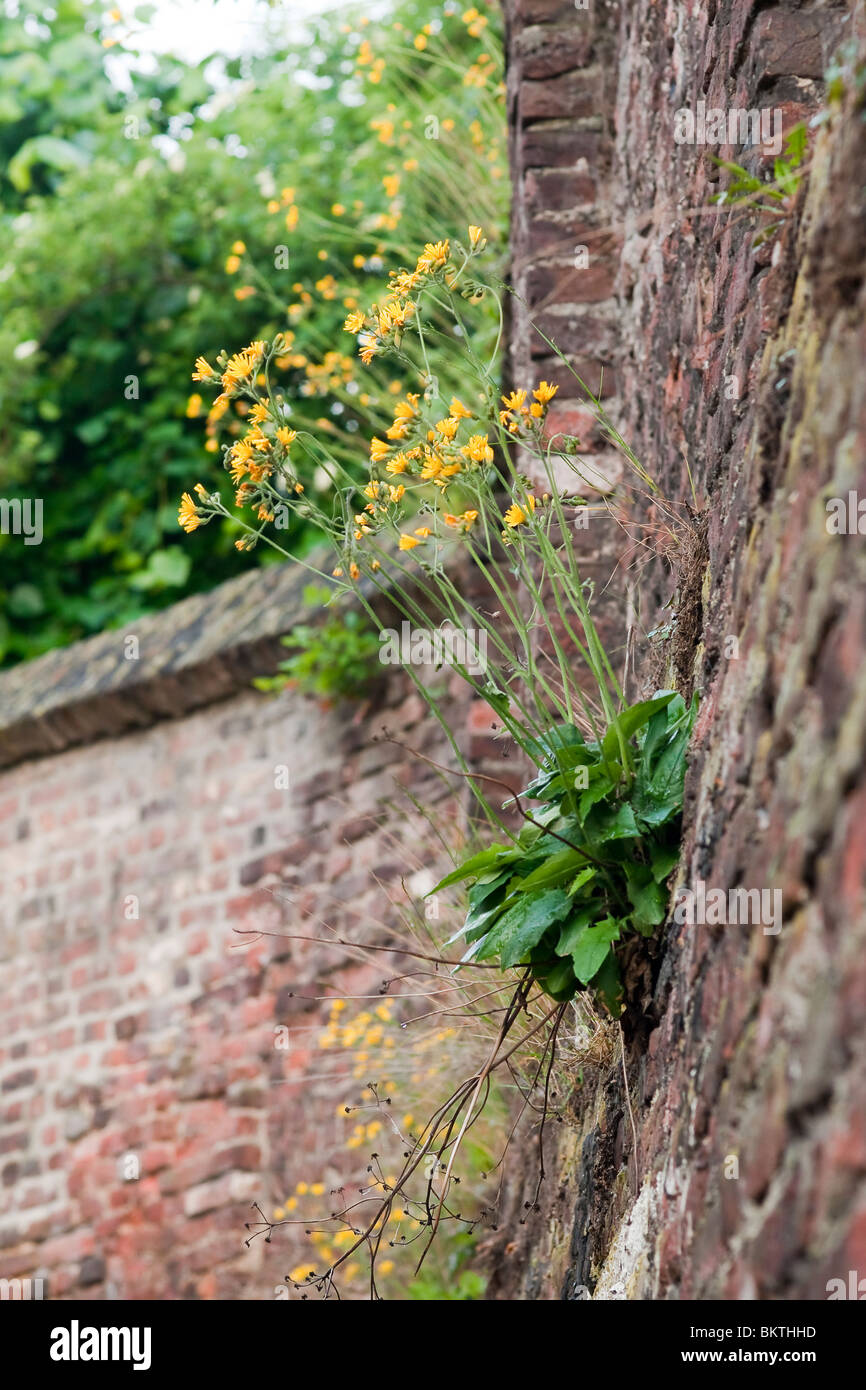Bloeiend Muurhavikskruid op een oude stadsmuur in het centrum van Sittard. Stock Photo