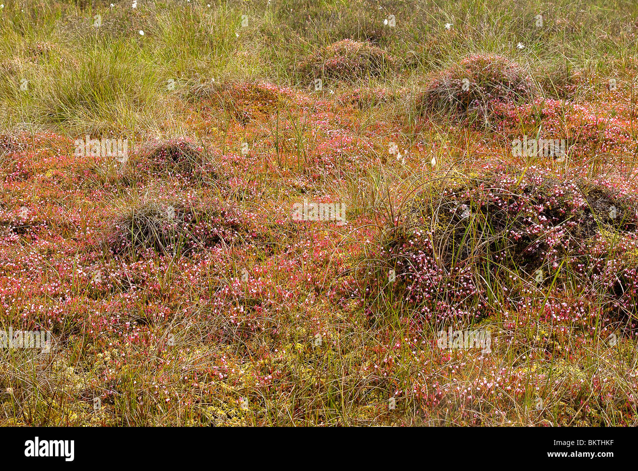 Overzicht van hoogveen vegetatie met bloeiende Kleine veenbes. Stock Photo