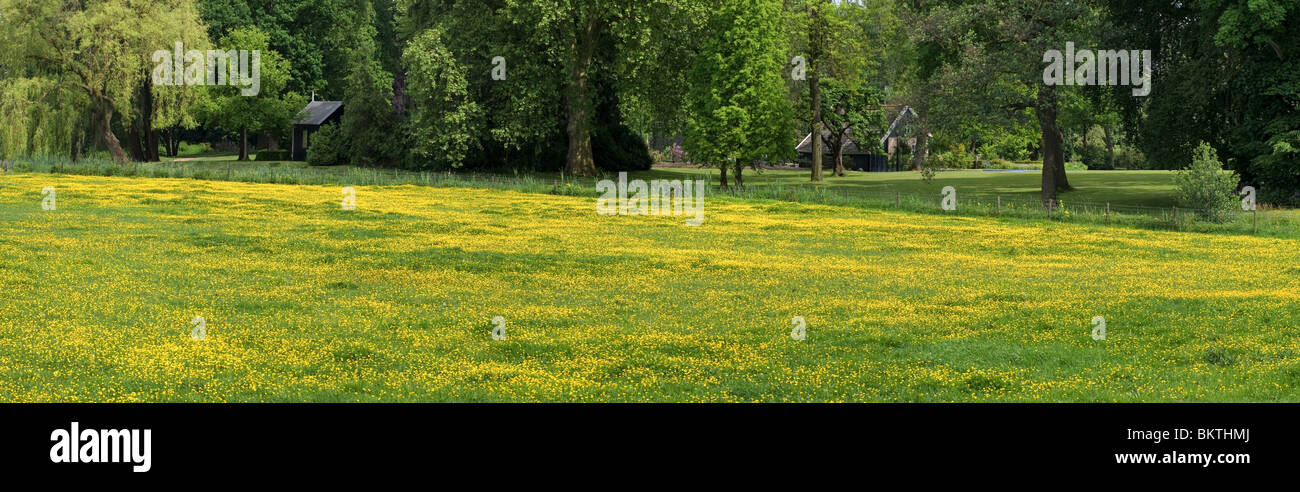 Buttercup is a plant species of the genus Ranunculus. Stock Photo