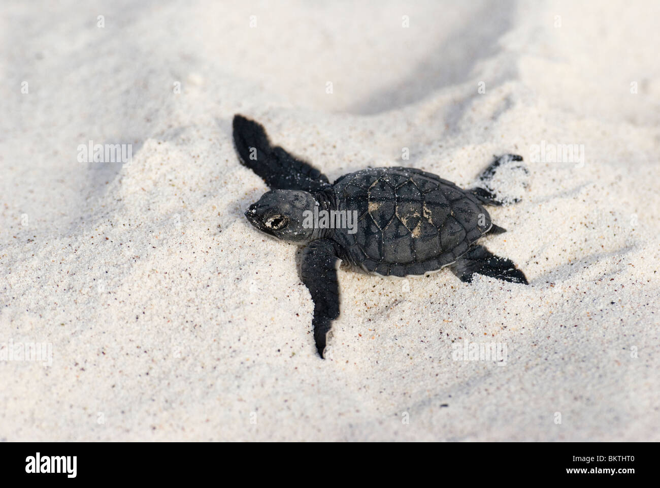 Black (Pacific Green) Turtle hatchlings Chelonia mydas agassizi Stock Photo