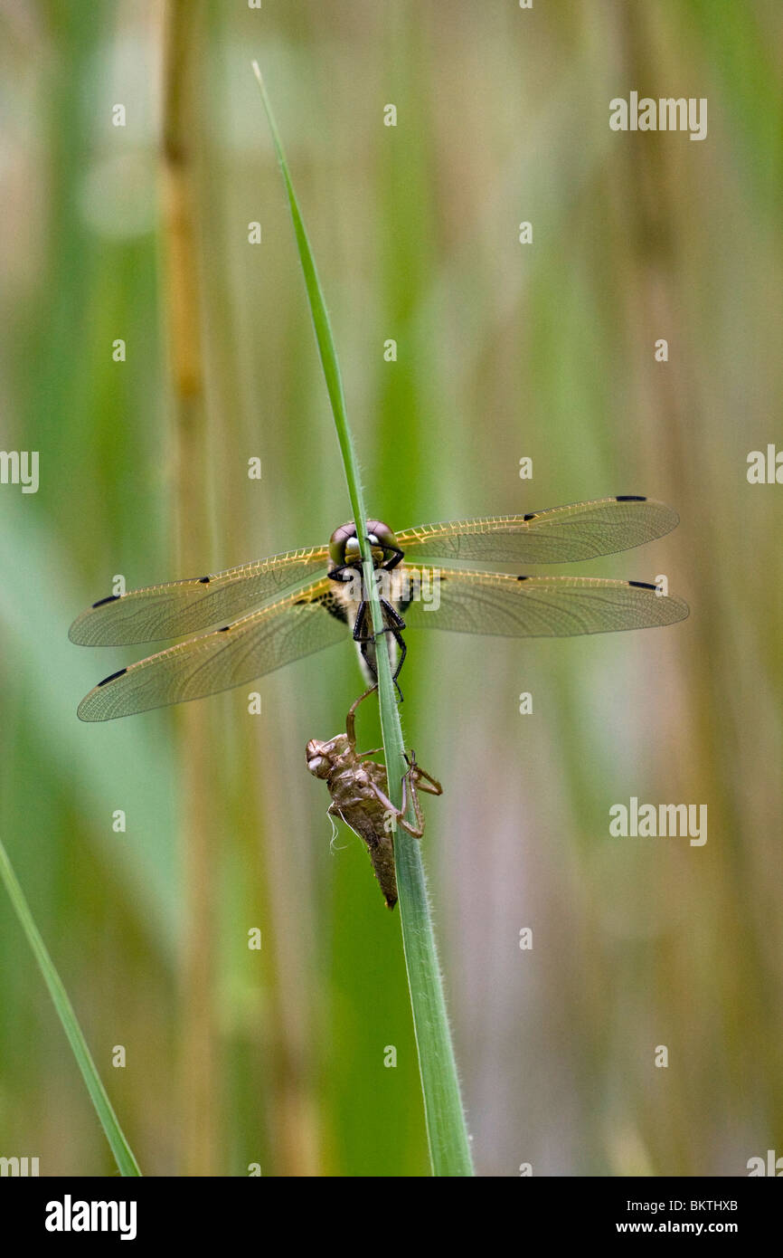 Viervlek, Four-spotted Chaser Stock Photo
