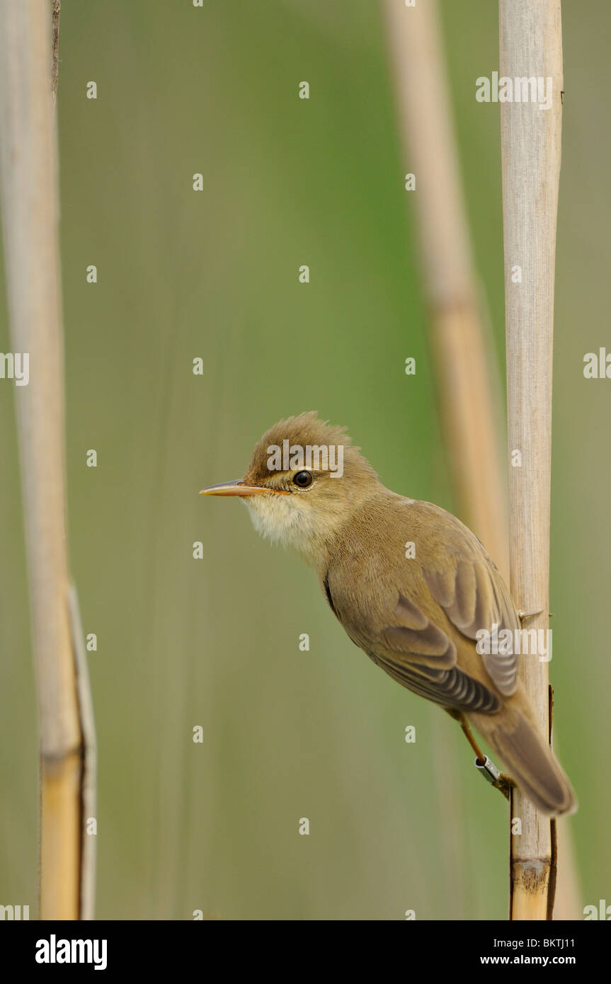 Nieuwsgierig omkijkende Bosrietzanger in brandnetelstruweel; Curious looking Marsh Warbler in Nettle bush, backside Stock Photo