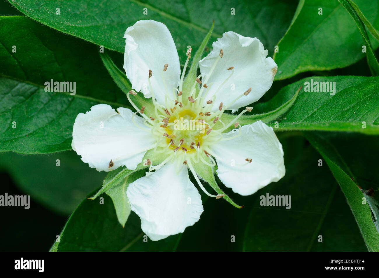 Bloem van de Mispel; Flower of the Common Medlar Stock Photo
