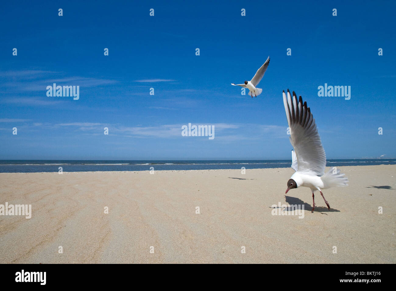 Kokmeeuw op het strand, Black-headed gull on the beach. Photographed with a prime 17mm-lens on a very short distance. Stock Photo