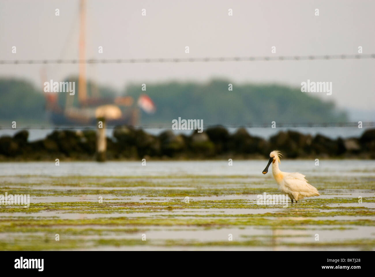 lepelaar langs het grevelingenmeer met op de achtergrond een zeilboot een strekdam en prikkeldraad; eurasian spoonbill along the grevelingen lake with in the background a sailboat; Stock Photo