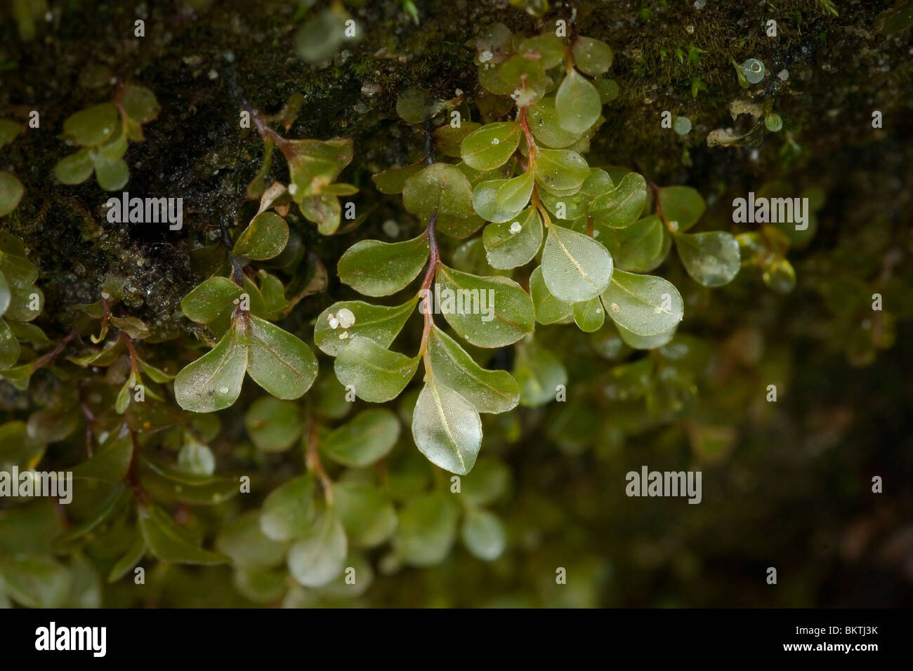 Dotted Thyme-moss along a stream Stock Photo