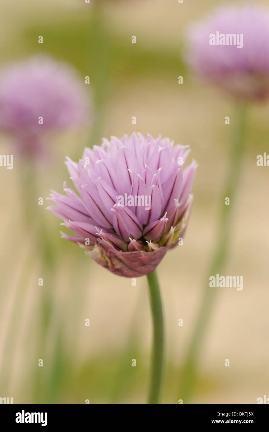Closeup of the flowers of Chives Stock Photo Alamy