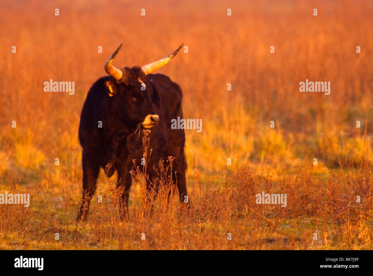 heckrund stier op de hellegatsplaten; heck cattle bull at hellegatsplaten nature reserve Stock Photo
