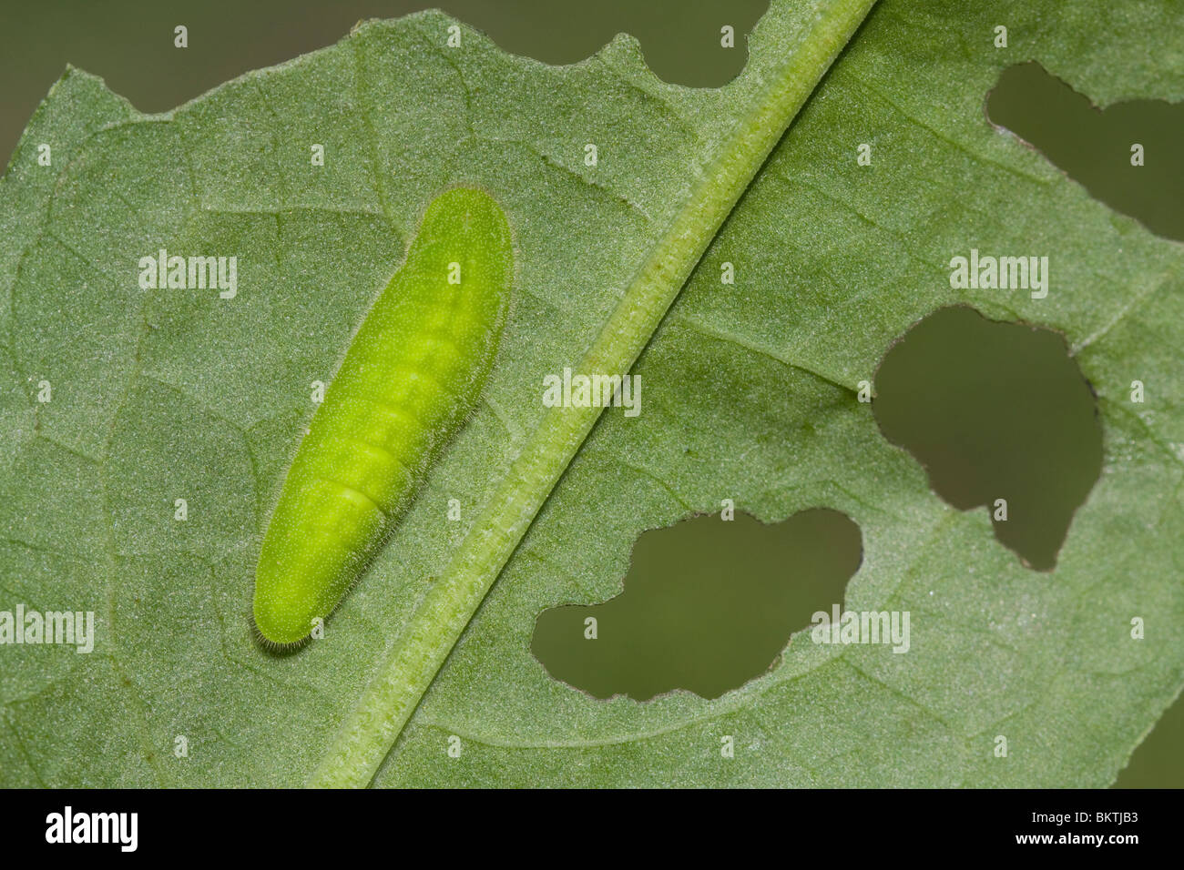 Rups van de Grote vuurvlinder; Caterpillar of the Large Copper Butterfly Stock Photo