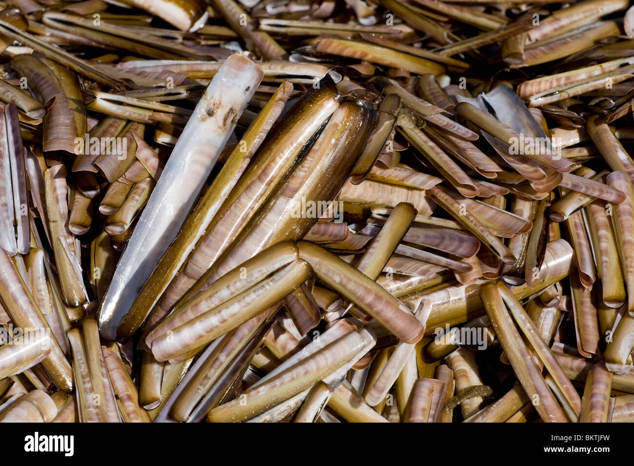 Aangespoelde schelpen van de Amerikaanse zwaardschede op het strand nabij Kwade Hoek, Voordelta. Stock Photo