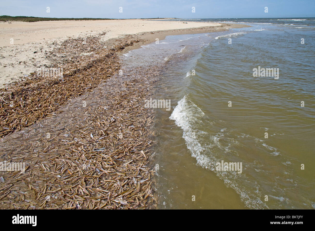 Aangespoelde schelpen van de Amerikaanse zwaardschede op het strand nabij Kwade Hoek, Voordelta. Stock Photo