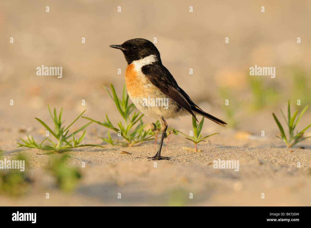 Foraging male Stonechat perched on a beach between young plants of Siberian bugseed in evening light Stock Photo
