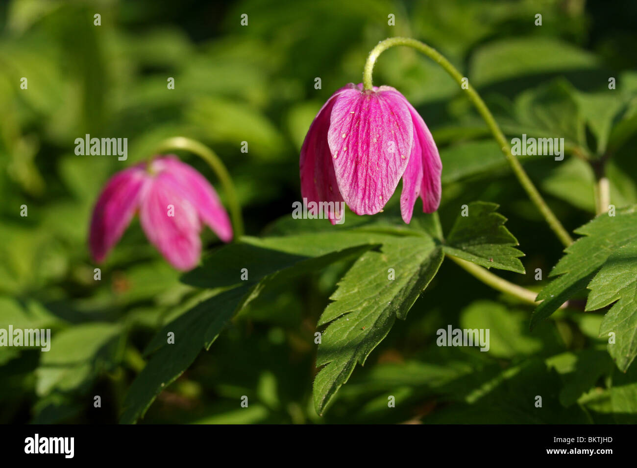 side view of 2 pink flowers of the Wood Anemone Stock Photo Alamy