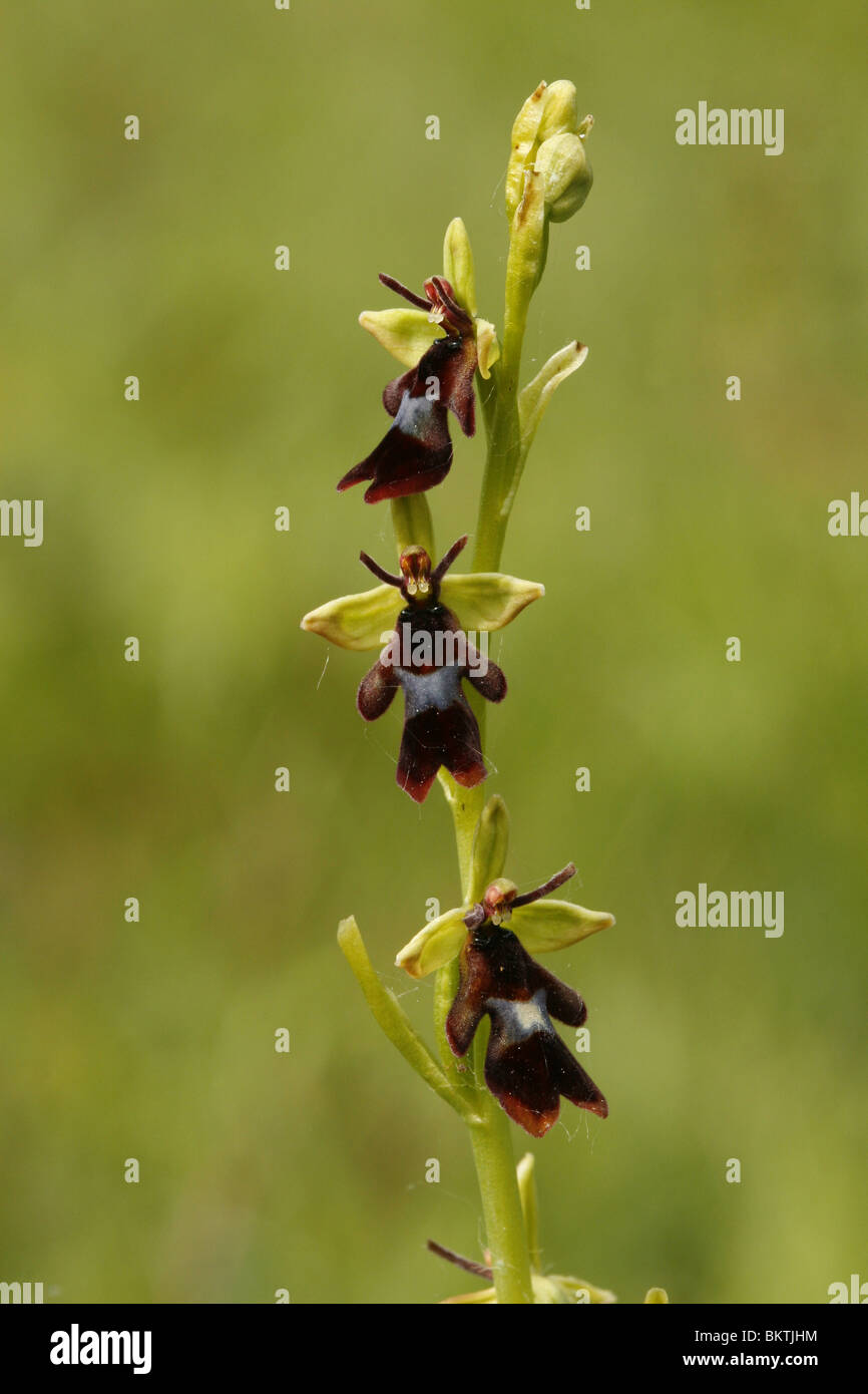 Inflorescence of the Fly Orchid Stock Photo