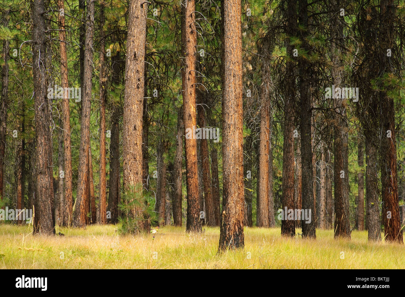 Ponderosa pine trees, Wallowa-Whitman National Forest, Blue Mountains, Oregon. Stock Photo
