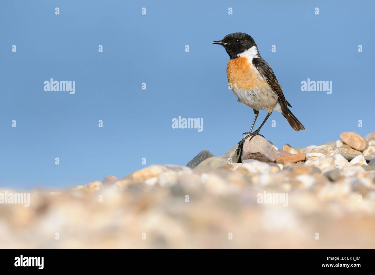 Male Stonechat foraging on gravel beach with blue water in the background. Stock Photo