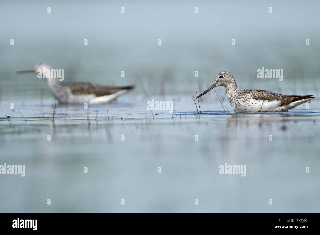 2 Common Greenshanks foraging in low water Stock Photo