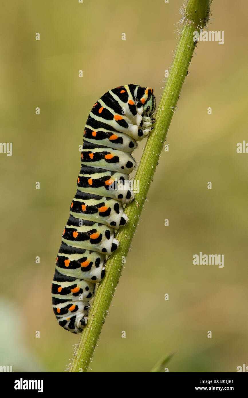 rups van een Koninnepage op waardplant Wilde Peen; caterpillar of a Swallowtail Stock Photo