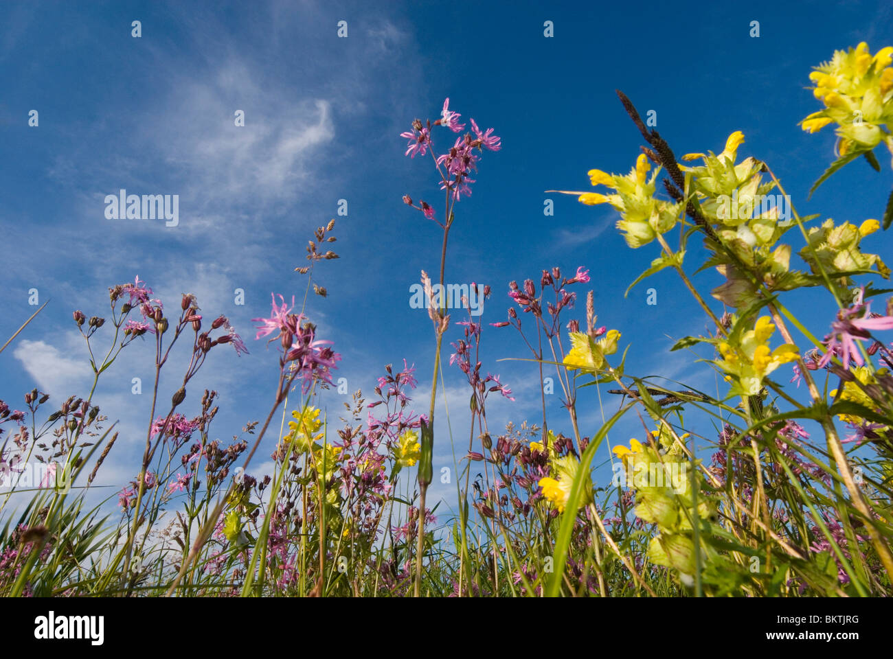 echte koekoeksbloem en grote ratelaar in nat grasland; ragged robin and greater yellow rattle in wet grassland Stock Photo