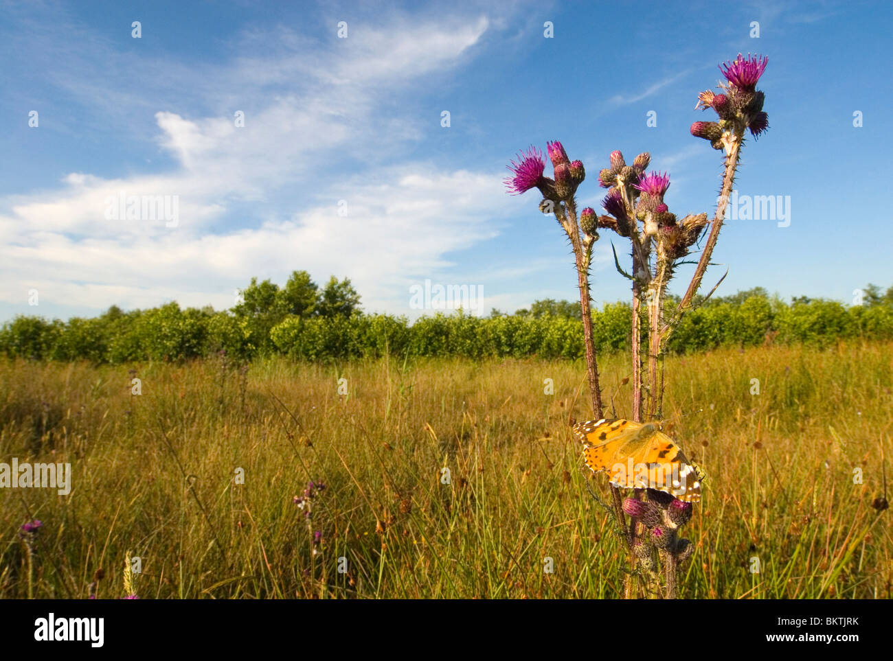 distelvlinder in voorgestelde vlinderreservaat Berkenwoudse Driehoek; painted lady in grassland habitat; Stock Photo