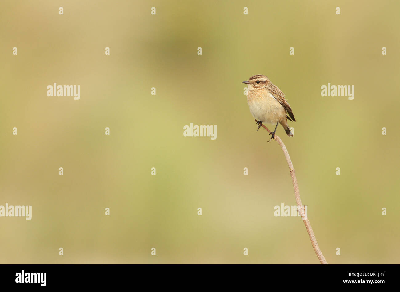 Winchat hi-res stock photography and images - Alamy