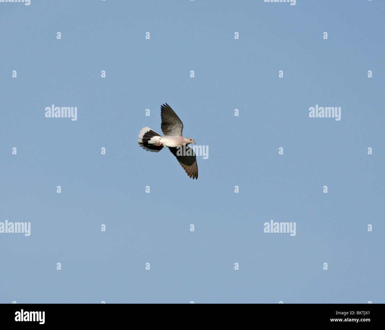 Vliegende en baltsende Zomertortel in blauwe lucht. Display flight of European Turtle Dove in blue sky Stock Photo