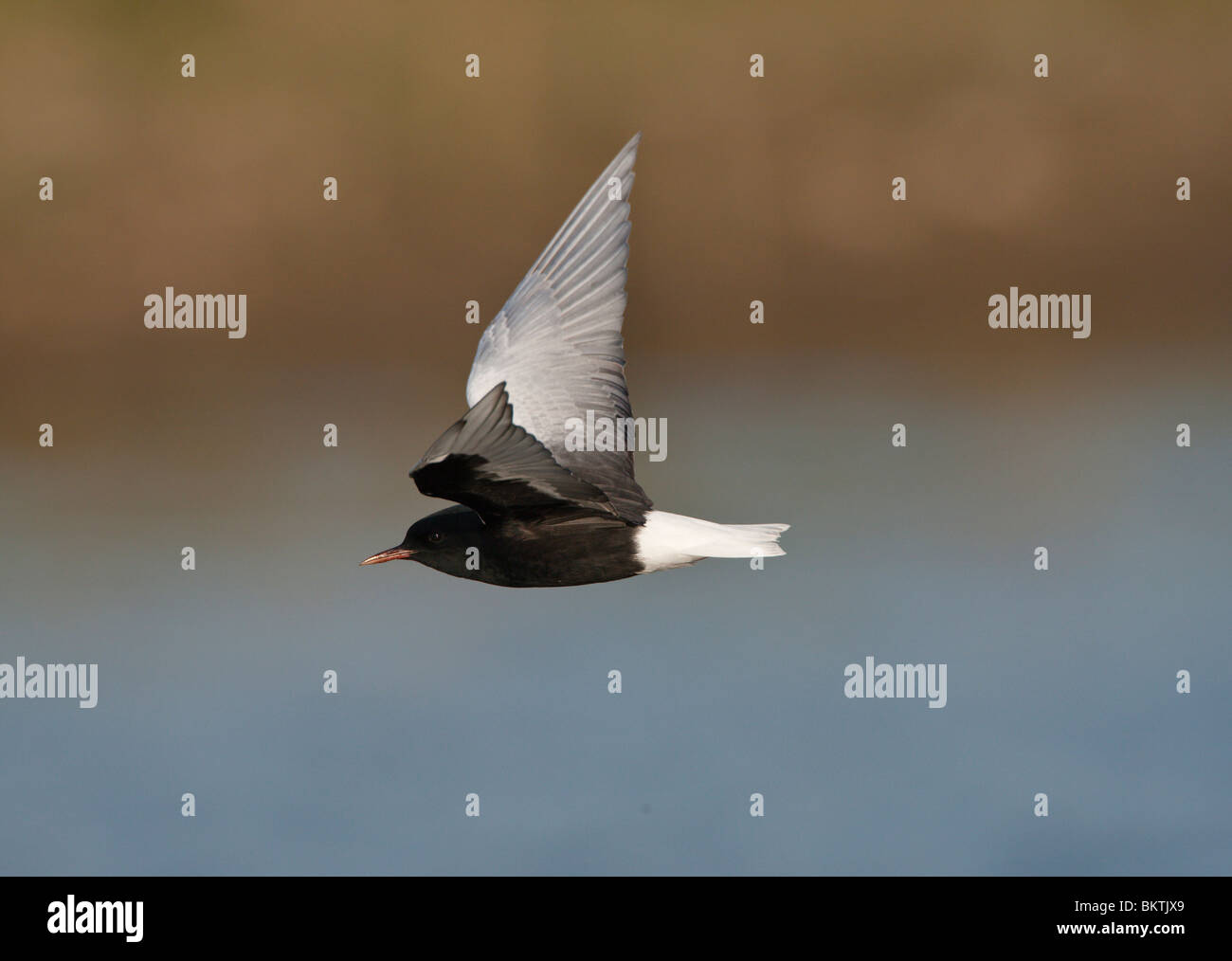 Witvleugelstern vliegend en foeragerend boven water. White-winged Tern flying and foraging above water Stock Photo