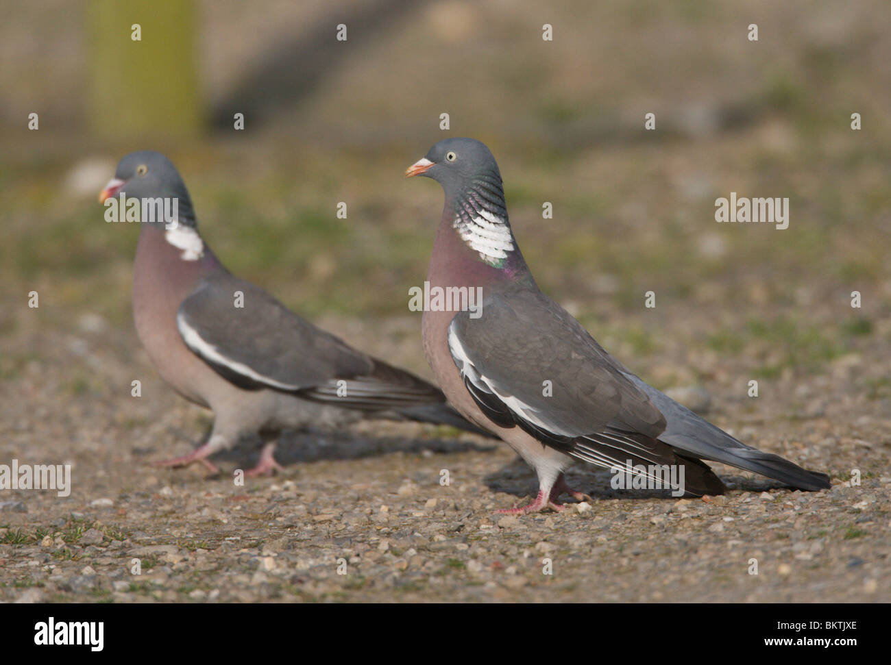 Paar Houtduif baltsend op de grond. Pair of Common Wood Pigeon displaying on the ground Stock Photo
