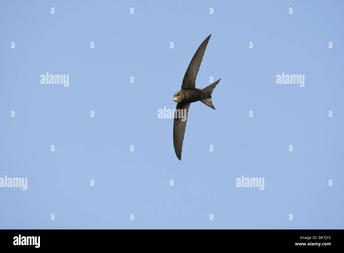 Gierzwaluw met volle krop vliegend en fouragerend. Common Swift with full goitre flying and foraging Stock Photo