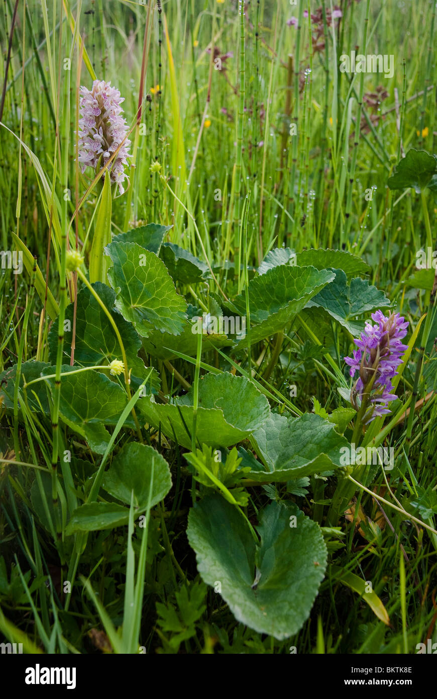 Vleeskleurige orchis in dottergrasland met Dotterbloem en Moeraskartelblad. Habitatfoto. Stock Photo