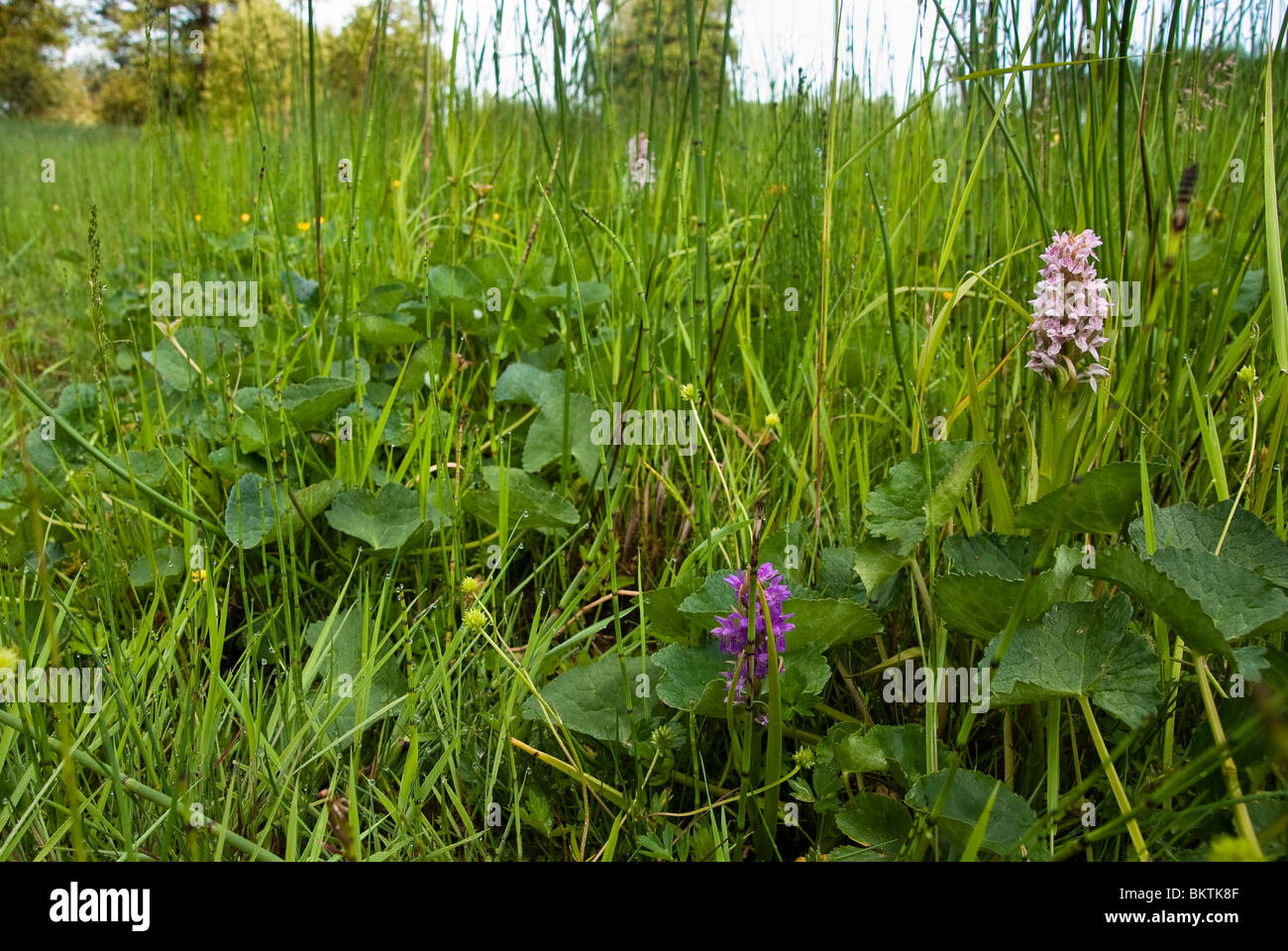 Vleeskleurige orchis in dottergrasland met Dotterbloem, Holpijp en Moeraskartelblad. Overzichtsfoto. Stock Photo