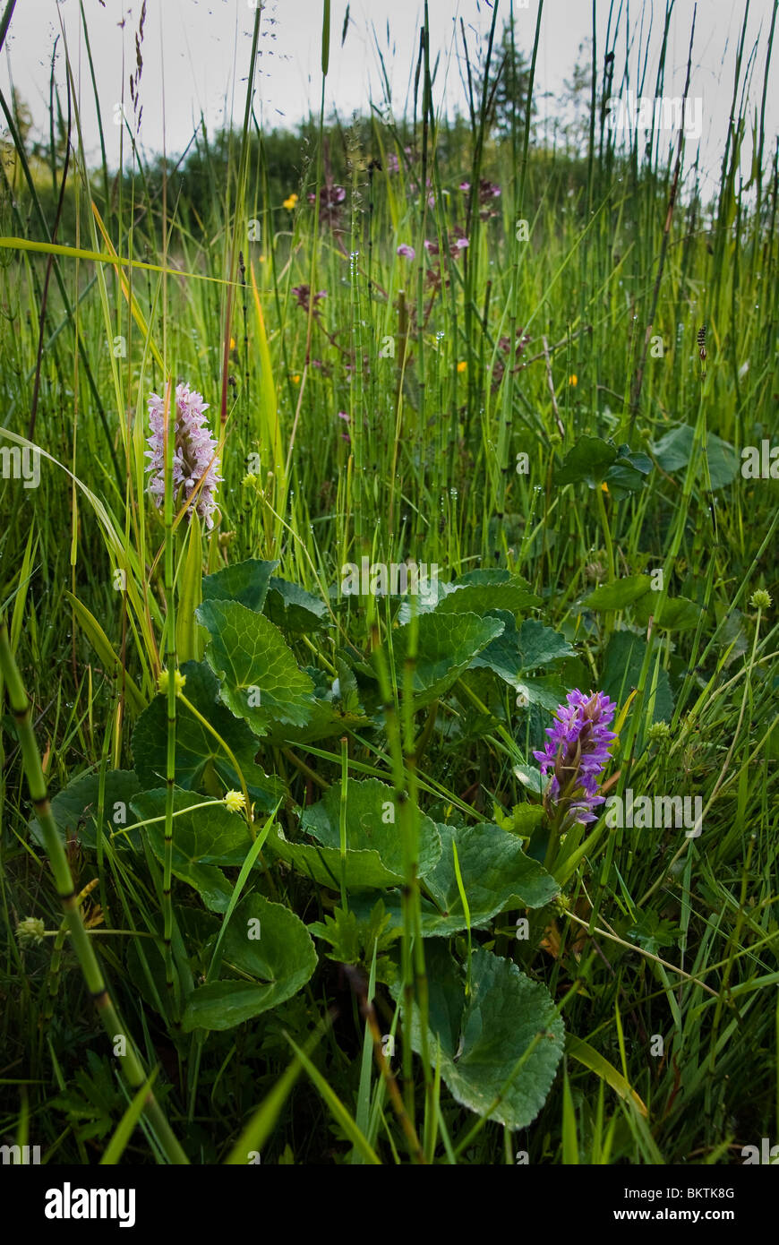 Early Marsh Orchid Stock Photo