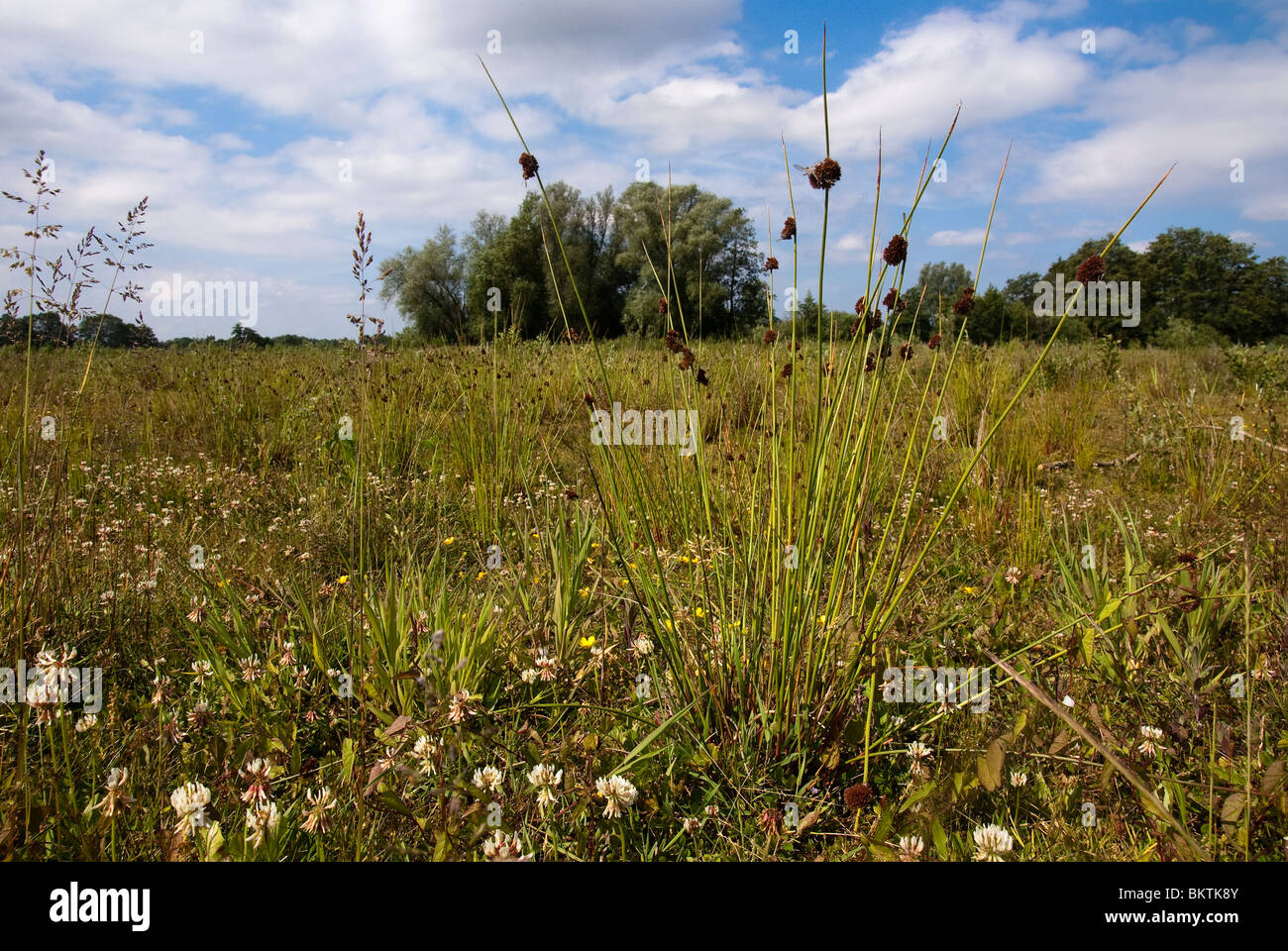 Biezenknoppen in De Doorbraak, habitus. Stock Photo