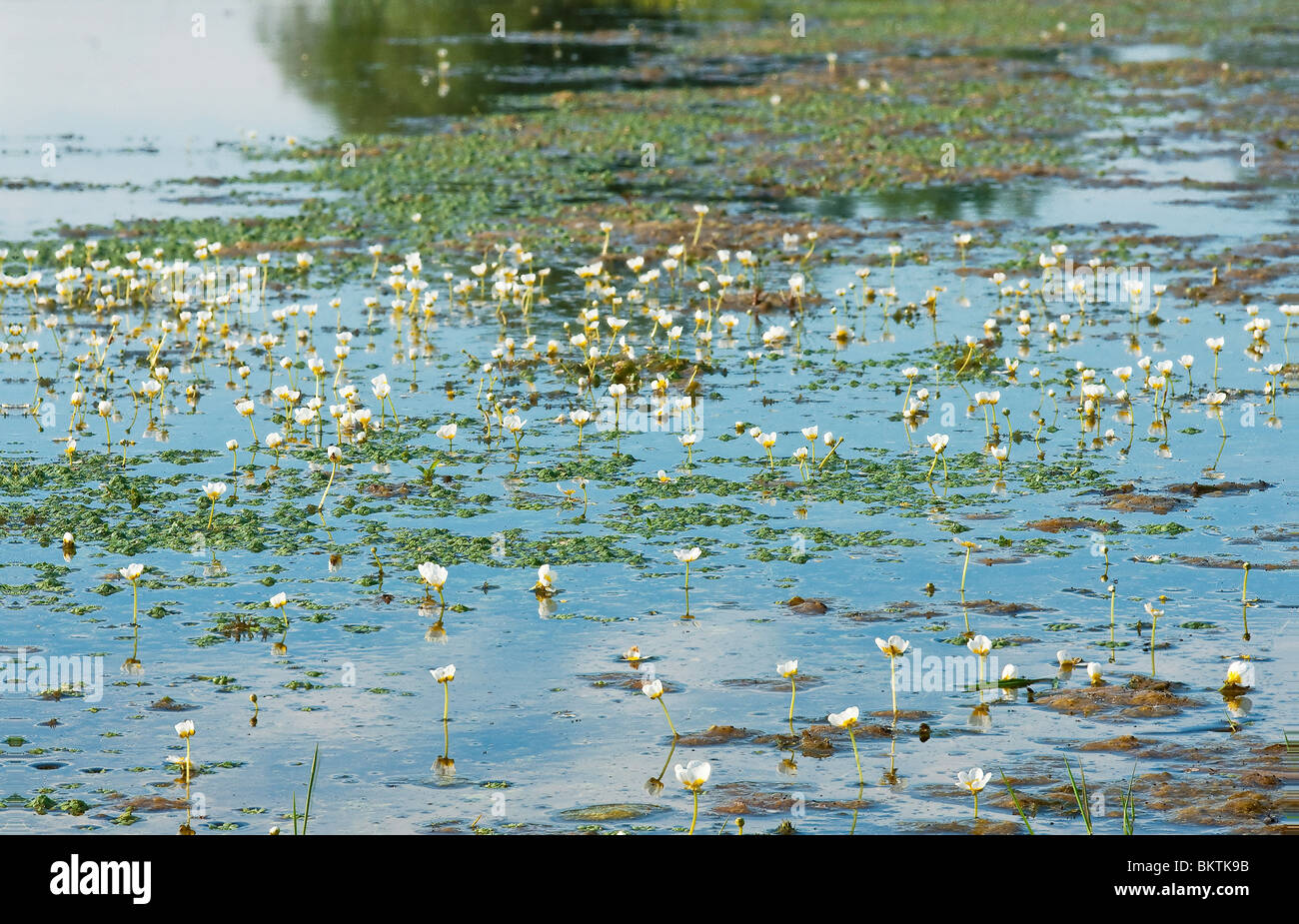 Fan-leaved Water-crowfoot in a pond Stock Photo
