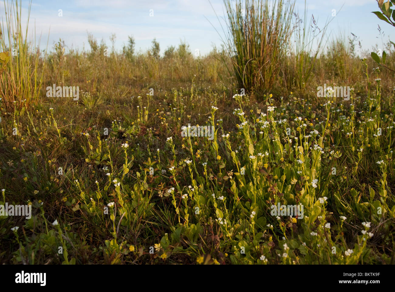 Overzichtsfoto van Waterpunge in De Doorbraak. Habitus. Stock Photo