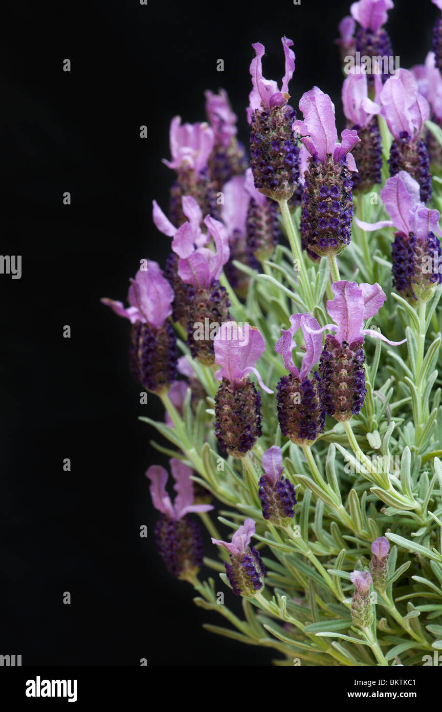 Lavandula stoechas Anouk. Circular Lavender flowering bush against black background Stock Photo