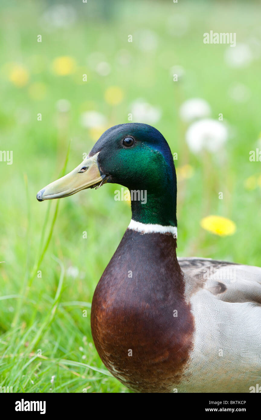 Anas platyrhynchos. Male mallard duck portrait Stock Photo