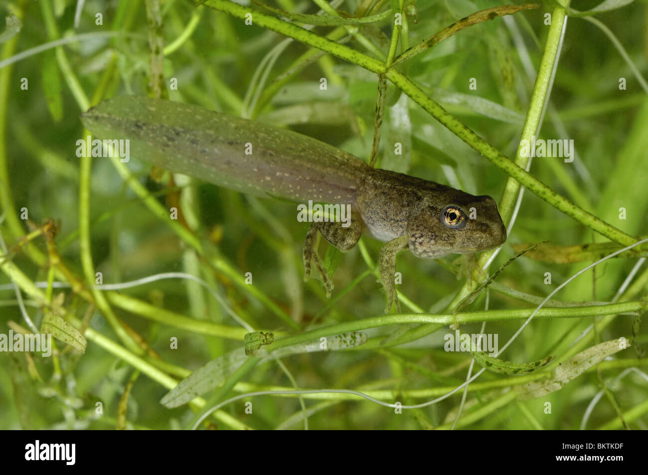 Tadpole with 4 legs & tail swimming in a puddle Stock Photo