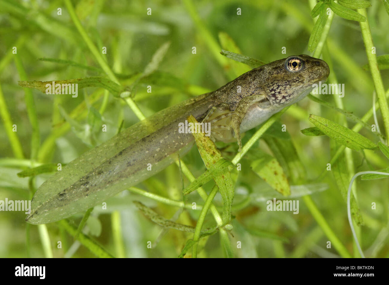 Tadpole with 4 legs & tail swimming in a puddle Stock Photo ...