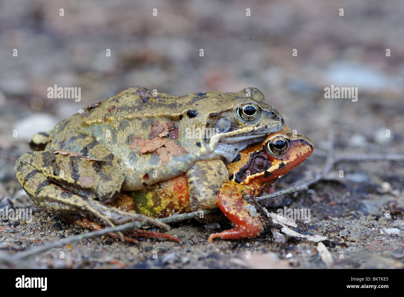 Couple of common frogs mating on the way to the puddle Stock Photo Alamy