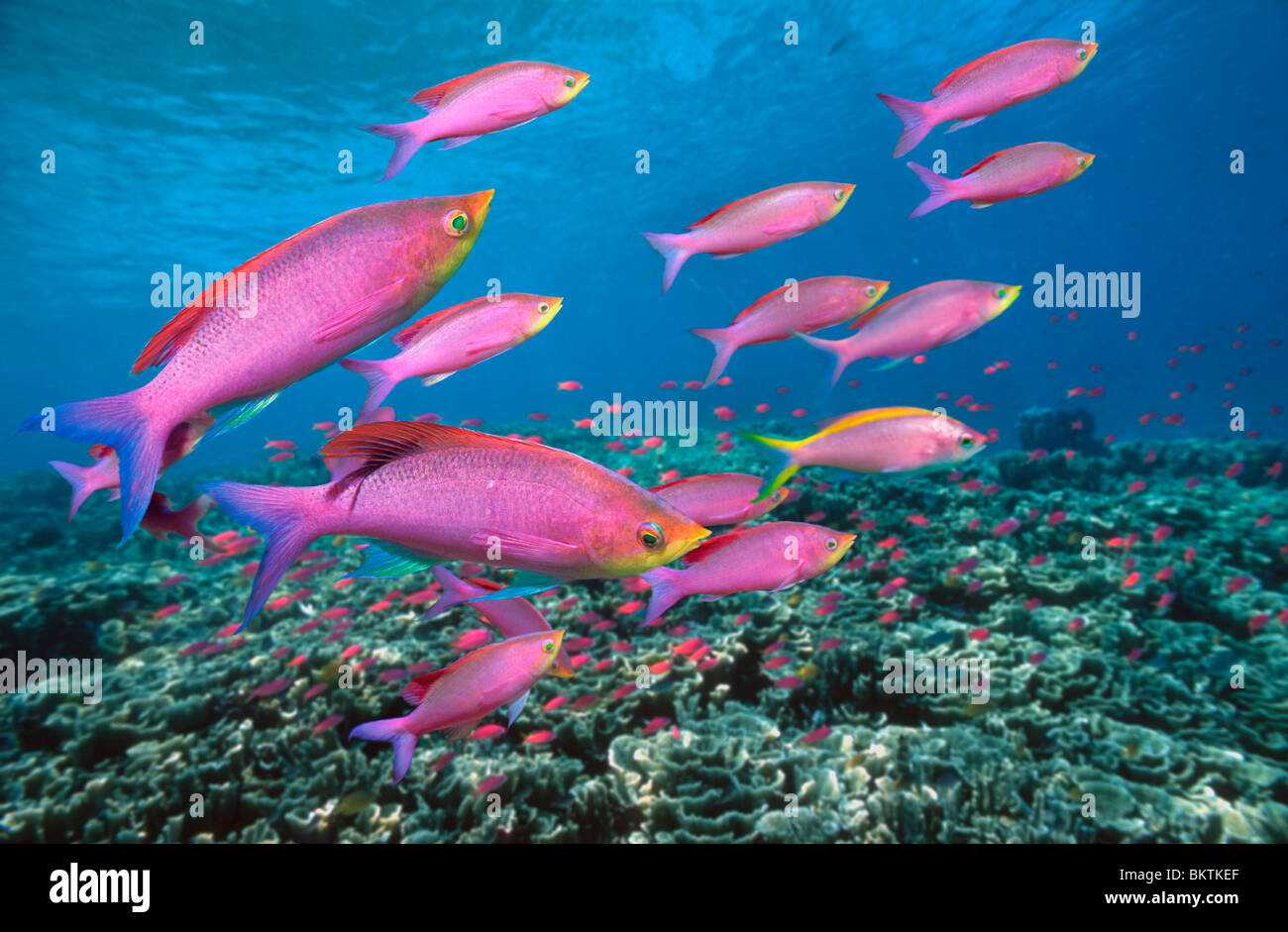 Purple queen anthias care sales