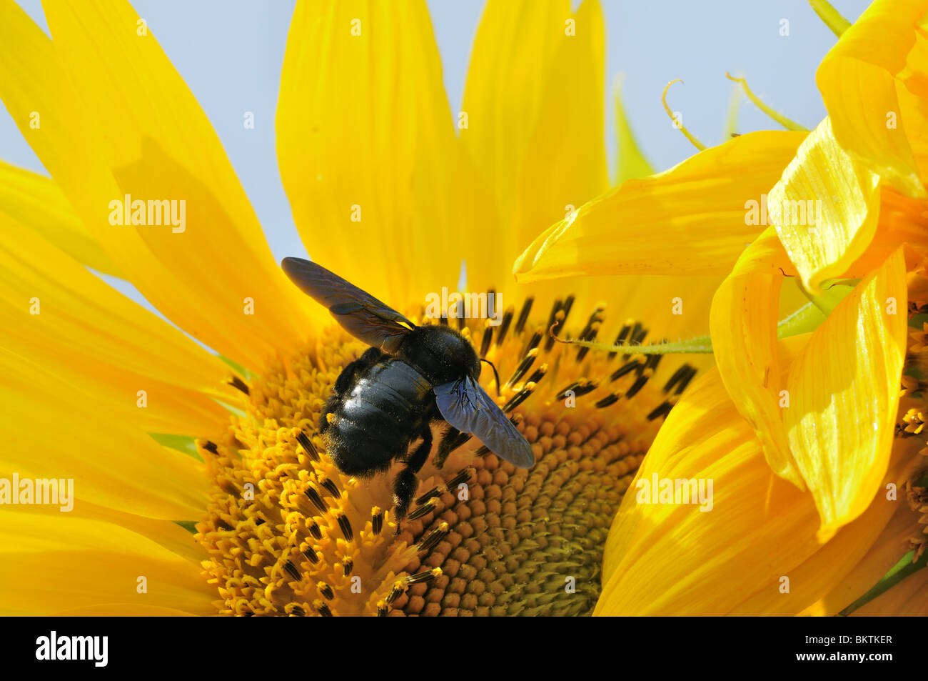 Violet carpenter bee on a sun flower in Provence Stock Photo