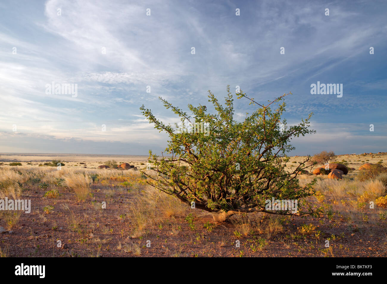 A desert plant (Commiphora spp.) against a blue sky with clouds, Namibia, southern Africa Stock Photo