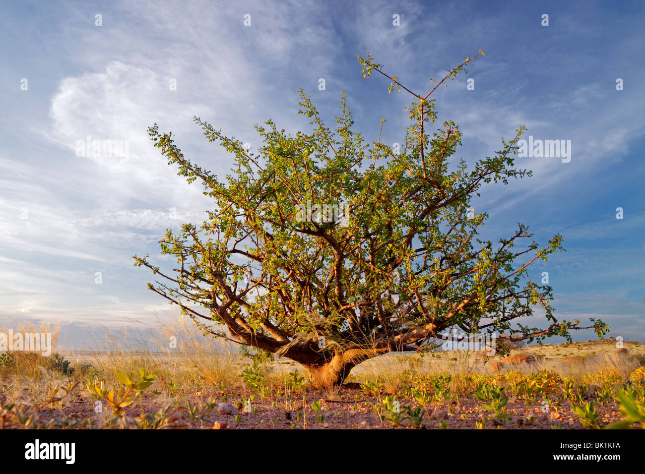 A desert plant (Commiphora spp.) against a blue sky with clouds, Namibia, southern Africa Stock Photo